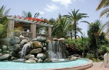 Palm Oasis 